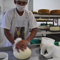 Produtor extraindo o soro de um queijo