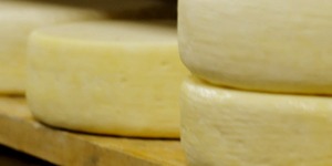 Queijos maturando na queijaria