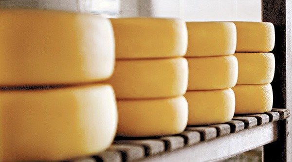 Queijos maturando em uma queijaria