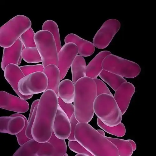 lactobacillus