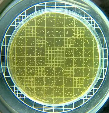 Lactobacillus plantarum