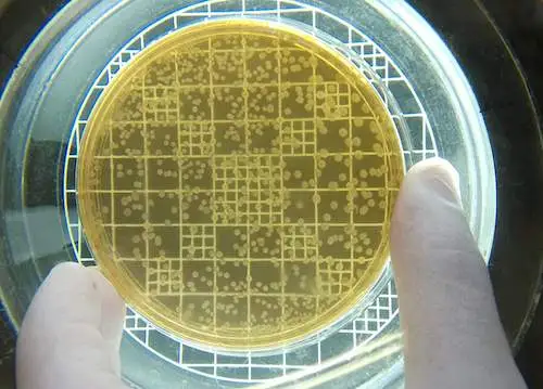 Lactobacillus rhamnosus