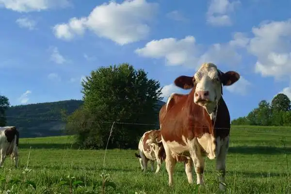 Vacas Montbéliardes