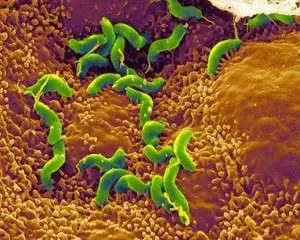 Helicobacter-pylori