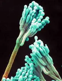 Penicillium roqueforti