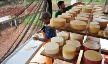 Queijaria modelo na rota das cachoeiras