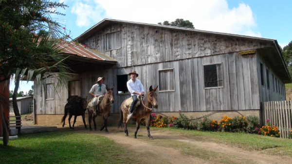 Will Studd, montado em um burrico, acompanha a mula com as bruacas.