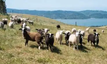 Siga a rota dos queijos artesanais no norte da Califórnia