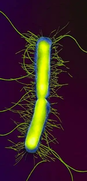 microbiote_home_proteus_vulgaris_cosmos_9003797_001