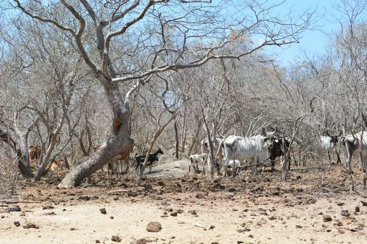 Fazenda Carnaúba, Taperoá, Paraíba, Brasil.