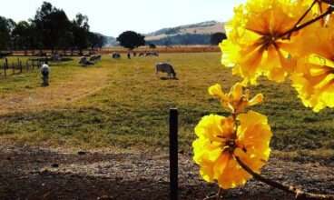 Granja Leiteira Eudes Braga transforma dez mil litros de leite cru por dia em queijo