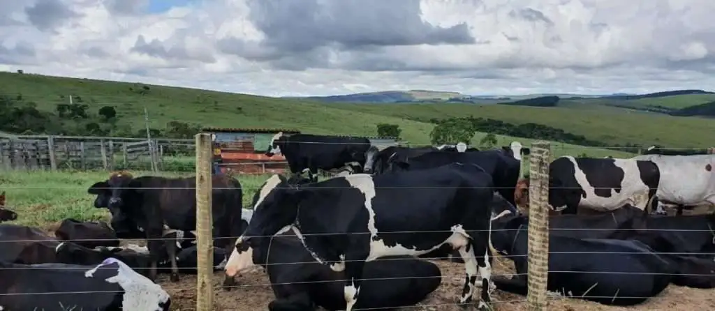 Rebanho fazenda tapera