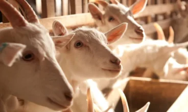 Caprinocultura em pauta: Senar lança cartilhas sobre derivados de leite de cabra