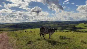 Fazenda Tapera