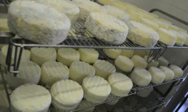 Produtores brasileiros visitam fazenda de queijo típico italiano