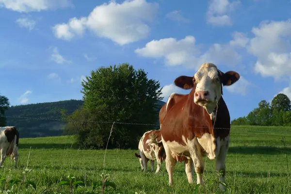 Vacas Montbéliardes