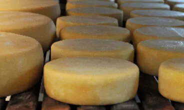 Legislação dificulta escoamento de queijos no estado