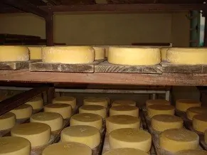 O queijo adquire cor e sabor durante a maturação (Foto: Divulgação/Luciano Machado)