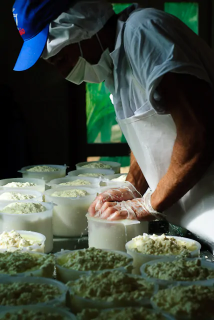 Produção de queijo mineiro na região de Serro, Minas Gerais
