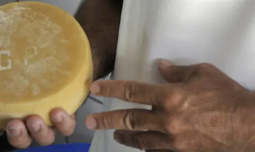 Tese de Bibi Cintrão: os desafios da legalização dos queijos de leite cru.