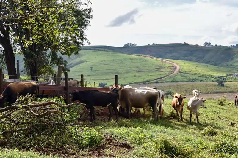 Pingo do Mula